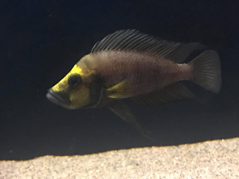 Altolamprologus compressiceps 'Kasanga'